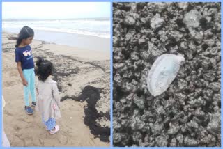 jelly fish found on Juhu Beach in mumbai