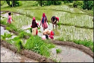 Paddy plantation in Karsog