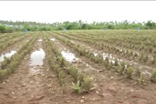 Damage to various crops due to heavy rains in Shirsi