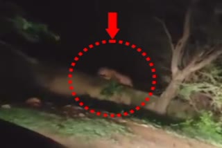 Video of Panther seen sitting on wall in Bassi