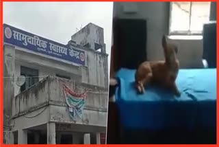 Dog In OPD In Motihari