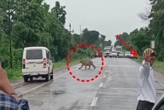 Traffic stopped for tiger.. Forest department officials cleared the way