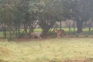 White and Black Tiger Madhya Pradesh's only zoological museum