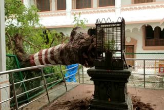 tree fell down in shree raghavendra swamy Math