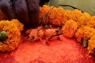 Frog wedding in Dhanbad