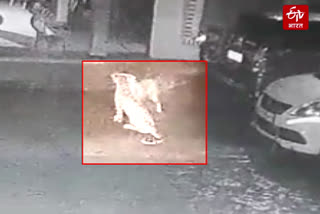 video-of-guldar-and-dog-fight-in-srinagar-captured-on-cctv