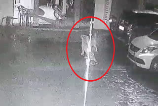 Video: Leopard hunt pet dog in hotel at srinagar garhwal