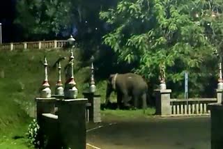 a-elephant-found-at-kushalanagar-harangi-reservoir-park-in-kodagu