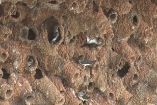 Birds have built mud nests at Lower Maneru Dam