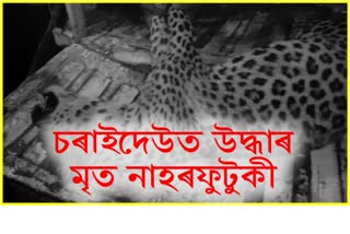 Leopard Dead Body Recovered in Charaideo