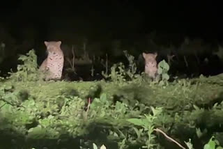 two-leopards-found-in-maranagere-of-tipaturu