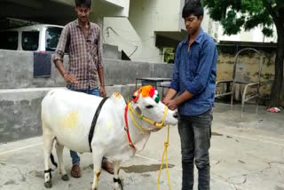 Punganur cow record price  Baba Ramdev Ashram bought Punganur cow  baba ramdev ashram at tenali andra pradesh  specialities of punganur cow  പുങ്കന്നൂര്‍ പശു  പുങ്കന്നൂര്‍ പശുവിന്‍റെ പ്രത്യേകത  smallest cow in the world  ഏഷ്യയിലെ പൊക്കം കുറഞ്ഞ പശു  പുങ്കന്നൂര്‍ പശുവിന്‍റെ വില  ബാബ രാം ദേവ് പുങ്കന്നൂര്‍ പശു