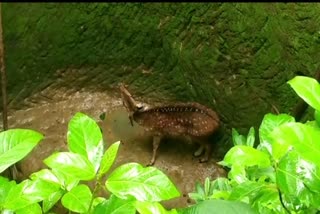 chital that fell in the dry well was rescued by the forest department