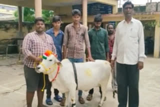 Punganur cow fetches record price, representatives of Baba Ramdev Ashram buys in Tenali