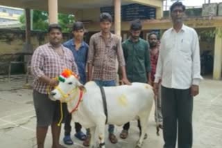 Punganur cows are beautiful with small and short shapes