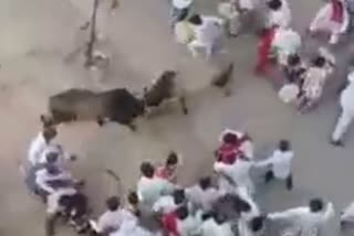 Devotees injured in bull fight gujarat