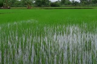 Farming work affected due to heavy rains in Rajnandgaon