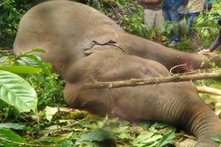 two-elephants-died-in-kodagu-after-touching-an-electric-line