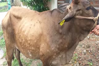 Lumpy disease in Cow