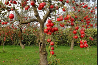 Apple farmers in dire straits, demand MSP from government