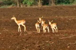 ಜಿಂಕೆಗಳು