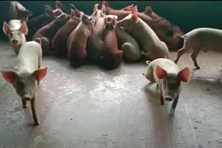 mercy killing for pigs due to African swine flu in Wayanad  African swine flu in wayanad  African swine flu reported in pig farms at Wayanad  വയനാട്ടില്‍ ആഫ്രിക്കന്‍ പന്നിപ്പനി  വയനാട്ടില്‍ പന്നികളെ ദയാവധം ചെയ്‌തു  ആഫ്രിക്കന്‍ പന്നിപ്പനി സ്ഥിരീകരിച്ച വയനാട്ടിലെ ഫാമുകളില്‍ പന്നികളെ ദയാവധം ചെയ്‌തു