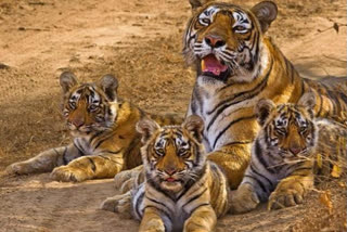 Madhya Pradesh may lose Tiger State status