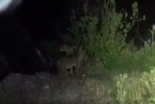 Watch: Viral video of leopards spotted in Siddipet