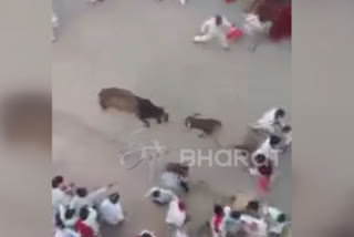 Two bulls crush a devotee in Dwarkadhish temple