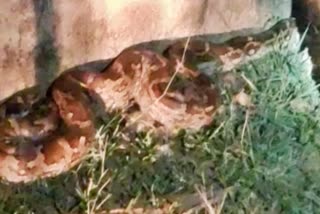 Huge Python In Jamui