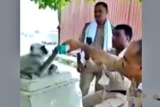 Video of policemen giving ORS to ailing langur in Haridwar