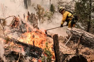 The fire in California's forest has been controlled to some extent