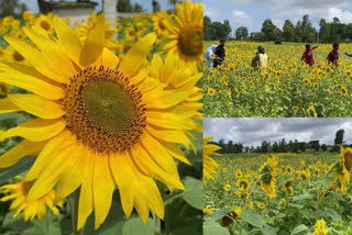 gundlupete sun flower farm  sun flower farming  ഗുണ്ടൽപേട്ടിലെ സൂര്യകാന്തിപ്പാടം  സൂര്യകാന്തി പ്രഭയിൽ മനംമയക്കി ഗുണ്ടൽപ്പേട്ട്  ഗുണ്ടൽപ്പേട്ടയിലെ സൂര്യകാന്തിപ്പാടം കാണാനെത്തി സഞ്ചാരികൾ