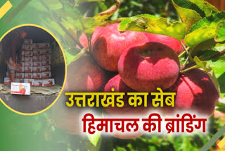 uttarkashi apple production