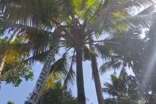 Firefighters rescue elderly man trapped on coconut tree kottayam