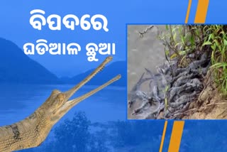 ଘଡିଆଳ ଛୁଆଙ୍କ ପାଇଁ ବନ୍ୟା ଆଣିବ କି ବିପଦ !