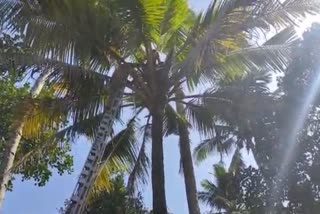 old man hangs upside down on a coconut tree later rescued