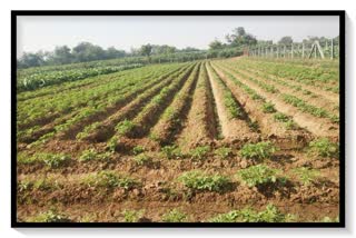 સરકારના પ્રોજેક્ટ હેઠળ તાલીમ લઈ પ્રાકૃતિક ખેતીમાં ખેડૂતો બન્યા 'આત્મનિર્ભર'