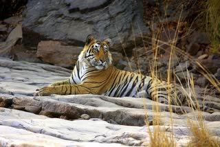 tiger death  madhyapradesh tiger death  tiger died 6 months  കടുവകളുടെ മരണം  മധ്യപ്രദേശിലെ കടുവകളുടെ മരണം  ആറ് മാസത്തില്‍ 27 കടുവകള്‍ ചത്തു  tiger death