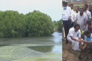 அலையாத்தி காடுகளை பெருக்க அரசு சார்பில் மரக்கன்றுகள் நடும் நிகழ்ச்சி