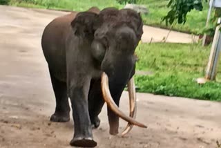 elephant-entered-morarji-desai-residential-school-in-chamarajanara