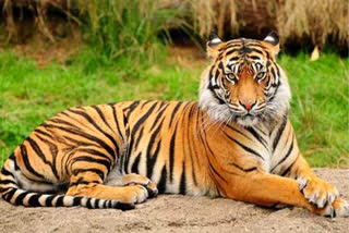 Nainital Zoo tiger transfer