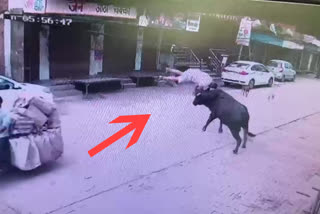 VIRAL VIDEO OF BULL ATTACKING MAN IN BAGHPAT