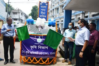 malda cultivation