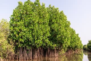 ராம்சர் அங்கீகாரம் கிடைப்பது எவ்வாறு