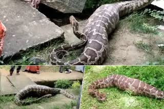 13 feet long python reached thermal complex in kota and hunted dog