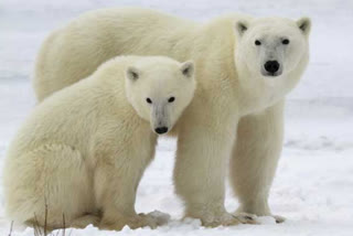 കാറുകൾ ലോക്ക് ചെയ്യാത്ത നഗരം  Churchill Residents Leave Cars Unlocked To Save People From Polar Bears  Cars are not locked in Churchill canada  കാനഡയിലെ ചർച്ചിൽ പ്രദേശത്ത് കാറുകൾ ലോക്ക് ചെയ്യാറില്ല  മാനിറ്റോബയിലെ ചർച്ചിൽ പ്രദേശത്ത് ജനങ്ങൾ കാർ ലോക്ക് ചെയ്യില്ല  കാർ ലോക്ക് ചെയ്യാത്ത കാനഡയിലെ നഗരം