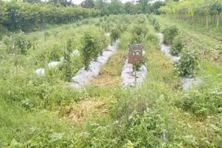 Plant Rainfed Forest Trees and Gardens