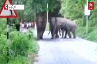 farmers-facing-problems-due-to-herd-of-elephants-on-kaladhungi-nainital-road