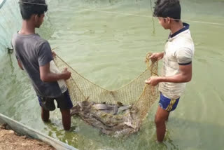 भिवंडीत बंदी असलेले १३० किलो मंगूर मासे महापालिकेने केले जप्त